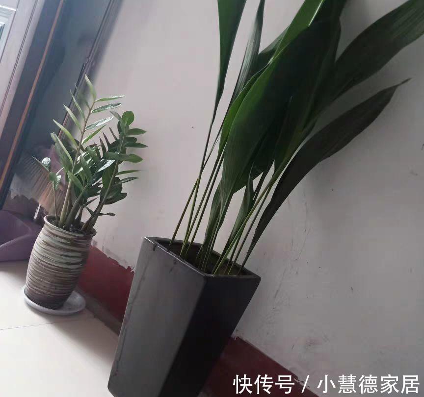 漂亮|6种“懒人花”吉利又漂亮,客厅养一盆,一个月不浇,也能挤爆盆