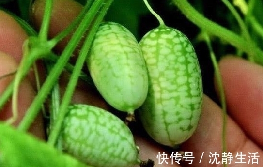 这种西瓜只有拇指那么大,吃起来有一点像黄瓜的味道