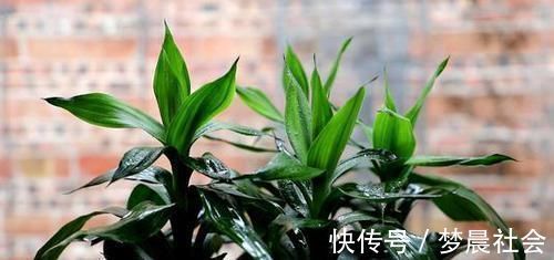 水培富贵竹,水里加点它,茂盛不黄叶,叶子像打蜡,蹭蹭冒新叶!