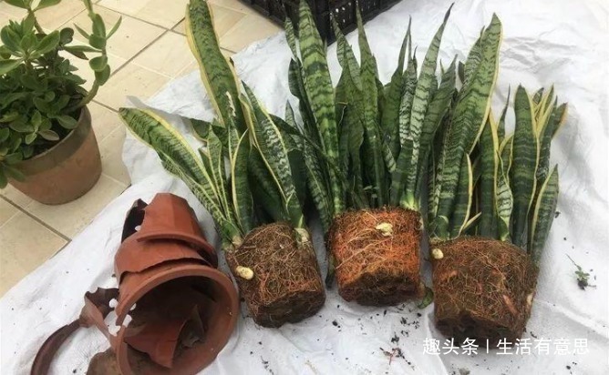 爱“喝油”的3种花,一个月喂一次,吃饱了就爆盆,再胖也养得起