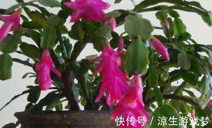 入冬养蟹爪兰，长寿花，此些爆盆技巧要知道，不了解就瞧瞧吧