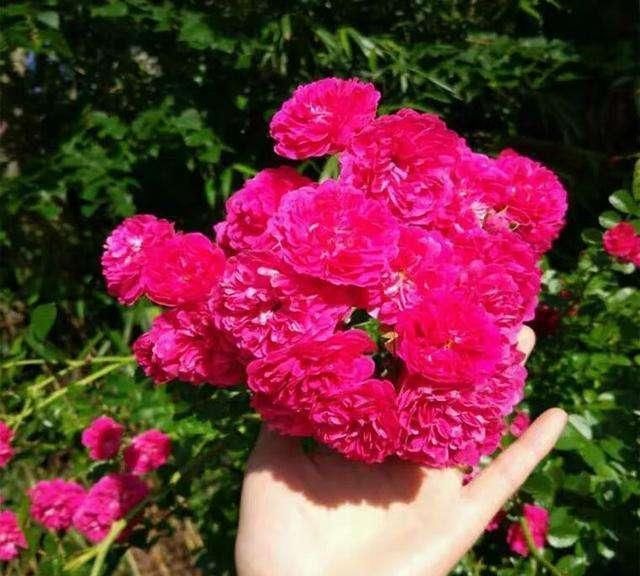 此花人称“旺家花”,花瓣泡水能养生,花香驱蚊虫,越养越健康