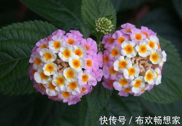 这几种花千万别轻易放家里,不然后悔都来不及,快看你家有没有!