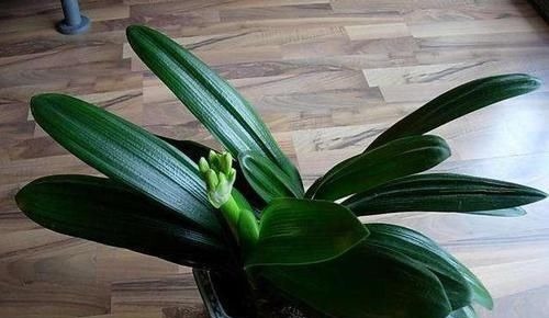 张大爷养君子兰，白天喝口酒，晚上闷上头，20天窜出大花箭！