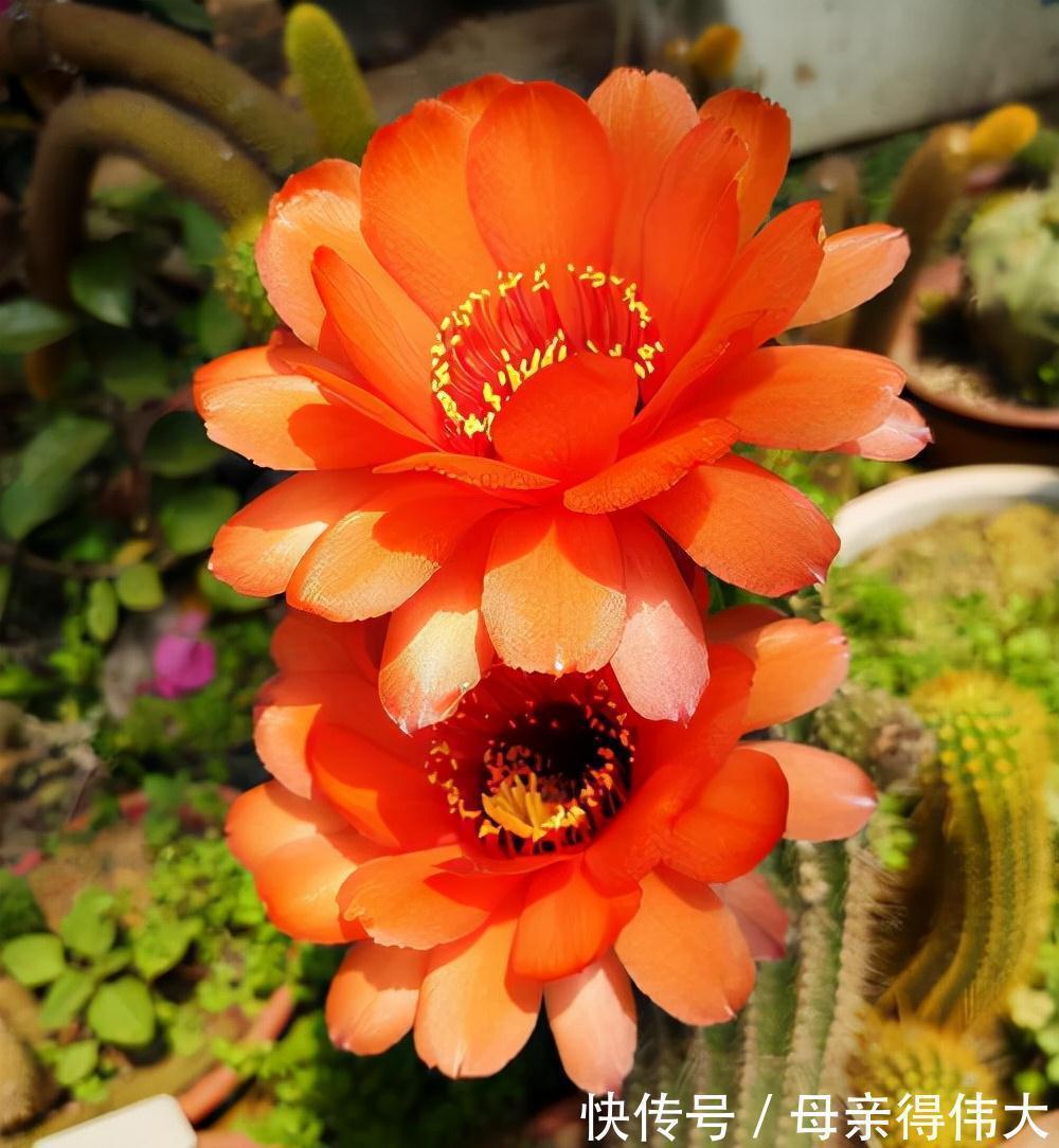 6种“懒人花”,看着很普通,养着很“实惠”,养得越久越觉得好