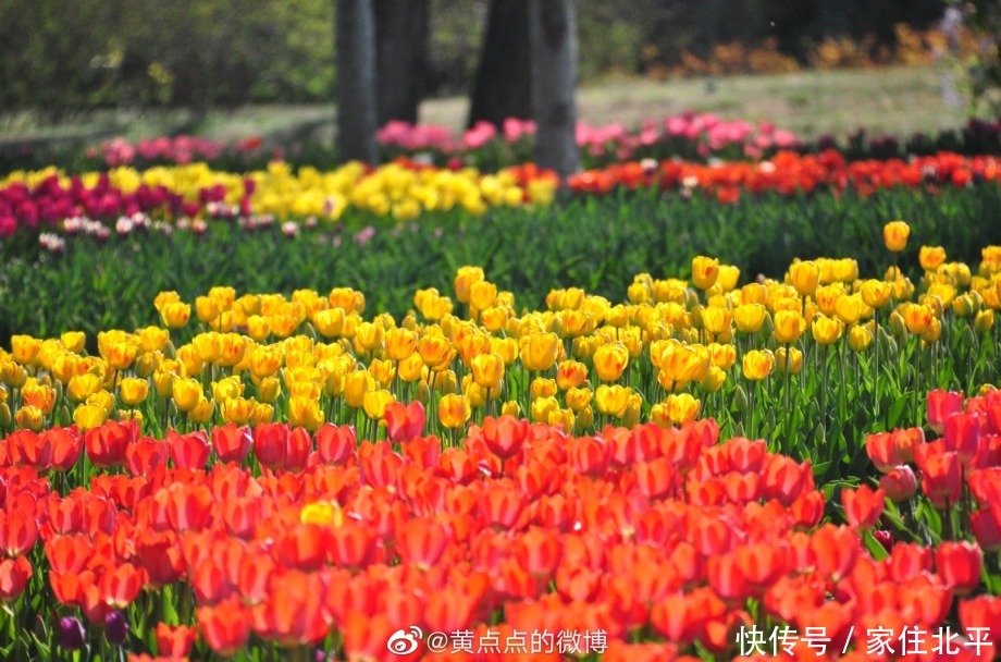 醉美花海！世界花后”正香飘京城，观赏面积超120000㎡！快去打卡