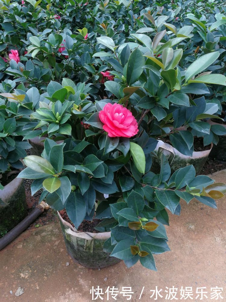 墨炭|喜欢菊花，不如养盆“黑牡丹”初乌，黑如墨炭，美艳绝伦！