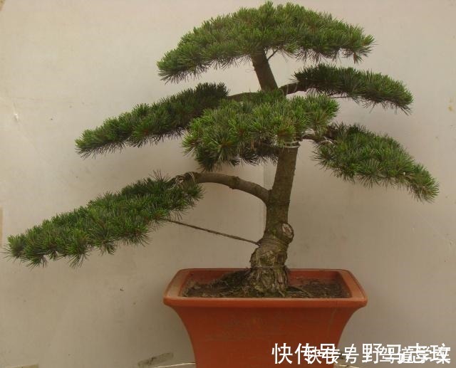 黄豆|什么啤酒、淘米水,在“它”面前弱爆了!用它浇花,浇什么活什么!