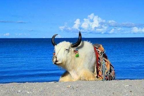 同样是牛肉,水牛肉、黄牛肉、牦牛肉有什么不同?看完不要乱买了