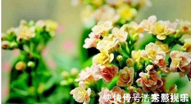 叶片|君子兰、长寿花、蟹爪兰总不开花,可能盆里缺点它,加一点就开花