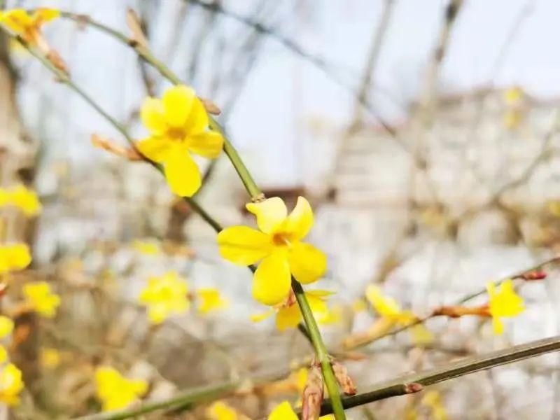 是的，花开了！