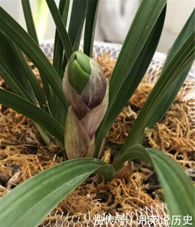 栽种|兰花本是“野草”,栽到盆里养不好,记住一个口诀,轻松养好兰花