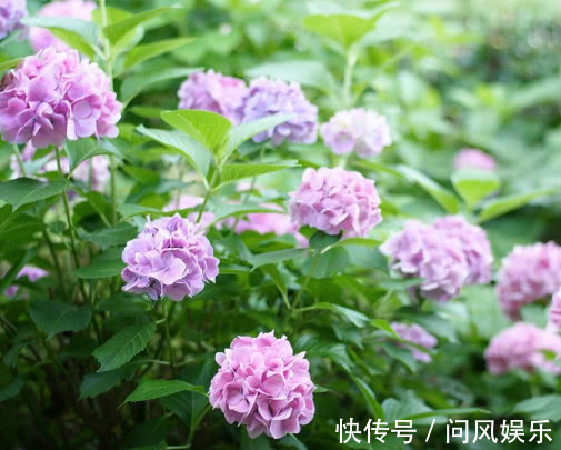 绣球花怎么扦插教你3个小妙招,扦插后不仅快速生根长势还旺盛