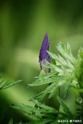 即将绽放的鸢尾花，雨后更艳丽