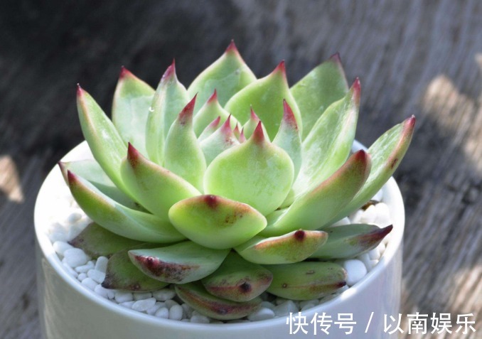 技巧|多肉植物夏天很难养只需要掌握3个技巧,夏天多肉一样生命旺盛