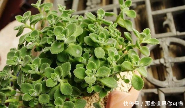 若不差这点钱,家里应养上5种花,清香静心,提升新年幸福感