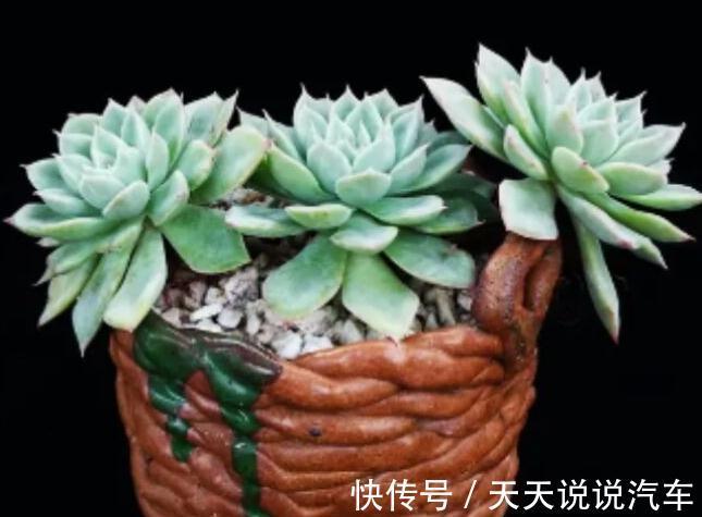 多肉月亮仙子出状态难,掌握3个方法在温差大的环境下,叶色娇美