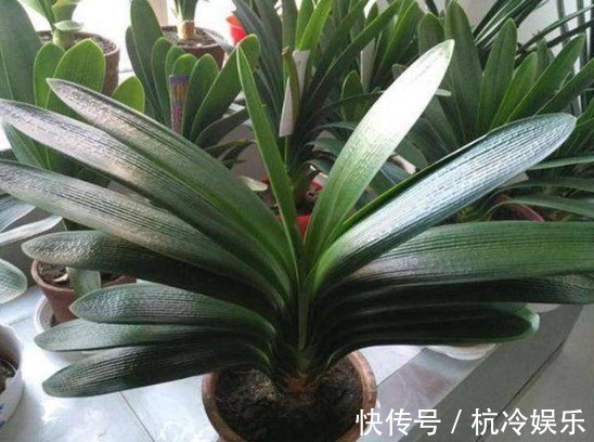 夏季|养君子兰学会四季浇水方法,根系长满盆,叶子绿出油