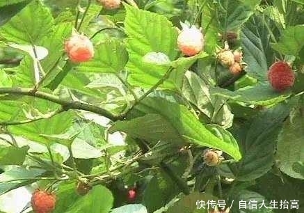 农村|农村娃绝对没吃过的8种纯天然美食!