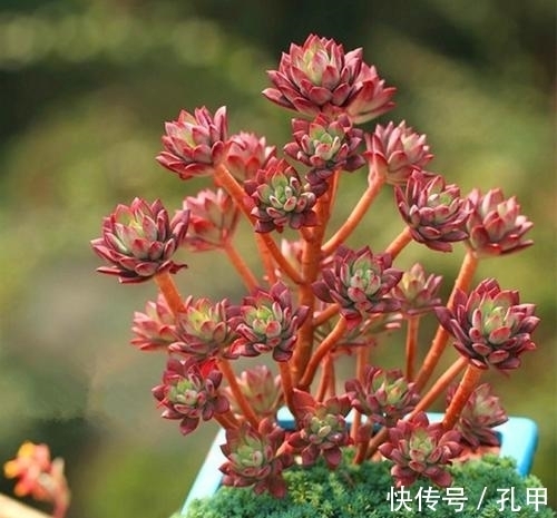 喜欢多肉养盆红稚莲,长势旺爆侧芽,养600天成老桩!