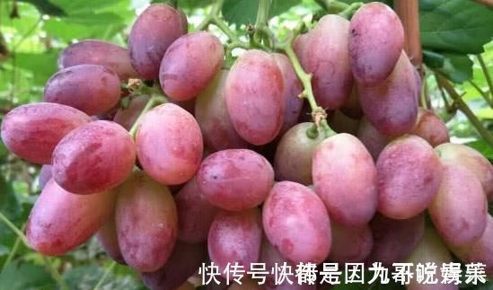 dh此物被称为天然“安胎药”,孕妇多吃,益智安胎,孩子更聪明