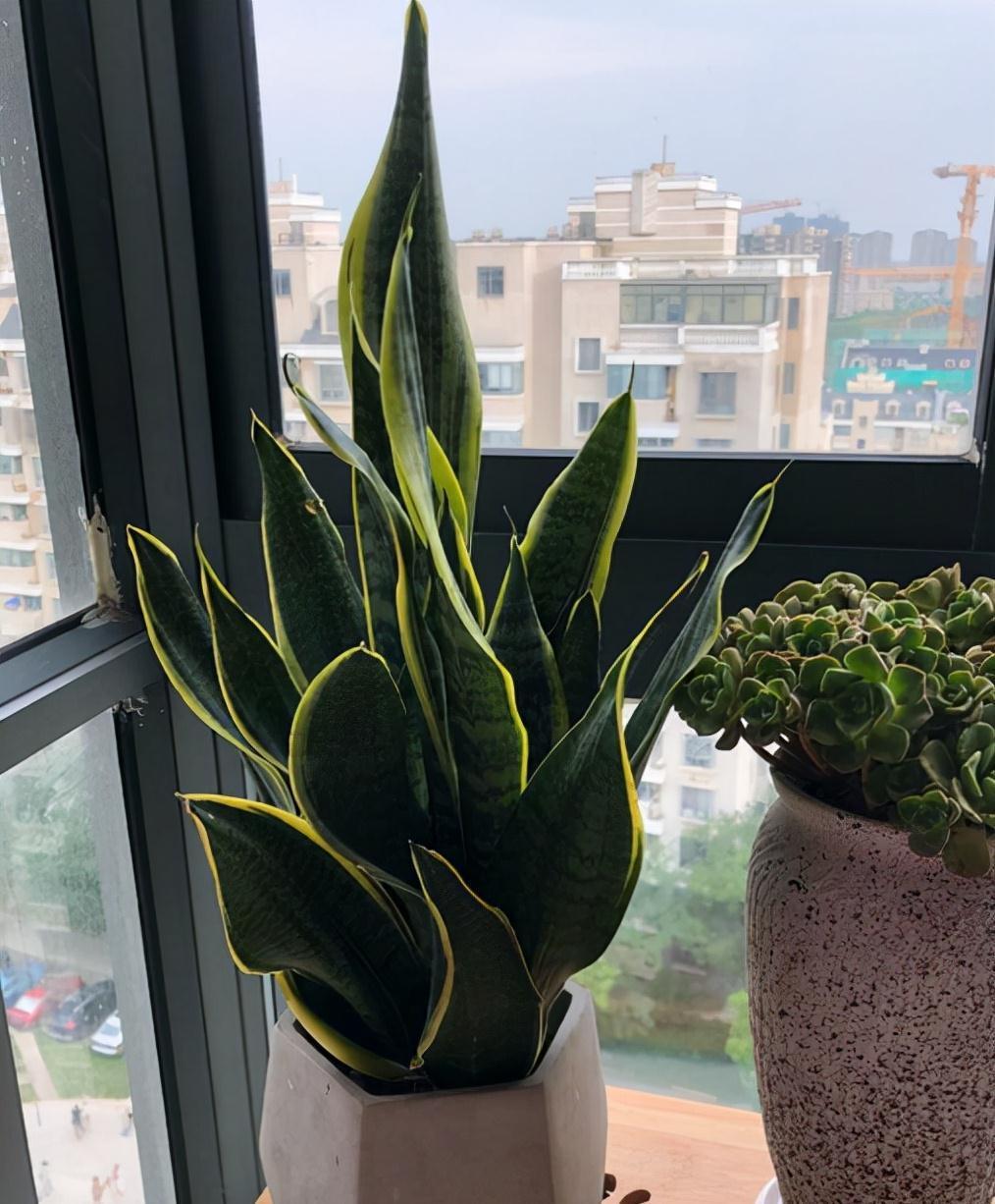 根系|冬季虎皮兰有“3怕”,稍微不注意就会烂根烂叶,现在要做足功课