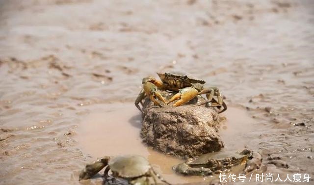 在三门“舞爪横行”的青蟹,到了最好吃的时候啦