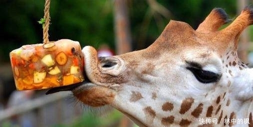 来看|快来看啊,我抓到了一群吃货!真是吃出新境界!