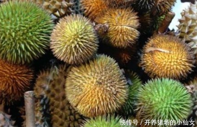 婆婆|婆婆在菜市场买榴莲种子种,悉心照料后,竟长成这种模样!