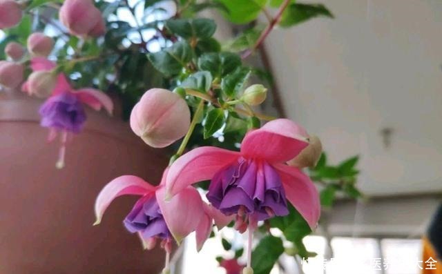我是不是养了假的倒挂金钟,开花怎么像大蒜一样,都懵圈了!