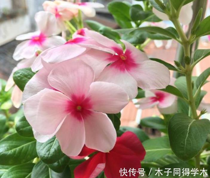 四季海棠|4种花被称为“开花王”，一开就是300天，特适合养家里