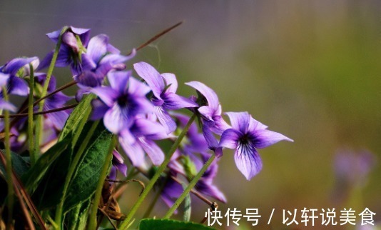 植物|乡下一种不起眼的“梨头草”,曾遭人嫌弃,殊不知价值珍贵