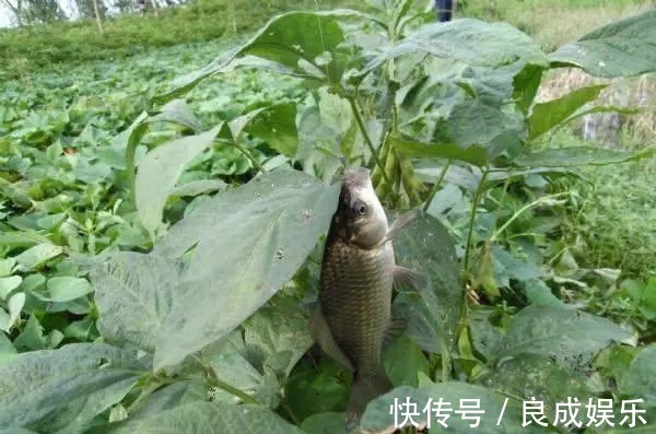 蘸饵|天气越来越冷,用蚯蚓钓鱼,多一个小步骤事半功倍