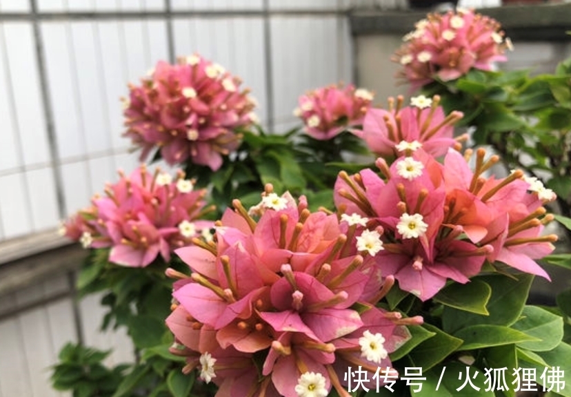 家中光照弱,3种花不要养,因为养了也不开花,它们喜欢强光照