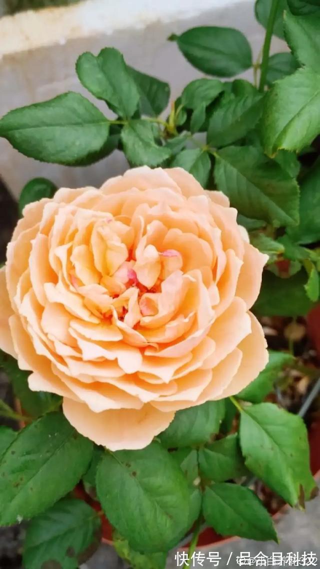 月季|22种最漂亮的月季,一次能开300天,满屋飘香开花多