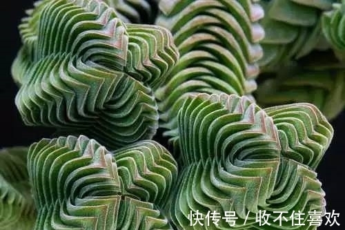 植物|神“造”般的植物奇景,仿佛画作精品,小编已深深着迷!