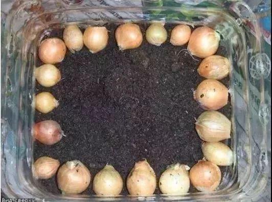 家里有“瓶子”别扔，拿来种“蔬菜”，放阳台养护，春天就能吃