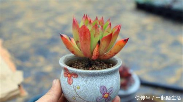 给多肉修根,忘了做这“1步”,容易黑腐、烂根,还不如原生盆!