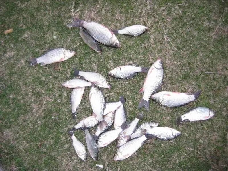 当这些迹象出现,说明鲫鱼进窝了,别再傻傻不提竿!