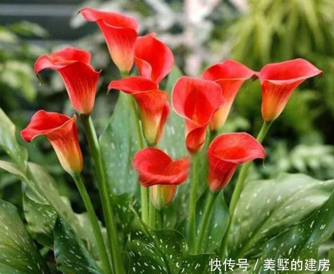 谁见了都喜欢的3种花,好养又漂亮,美不胜收,你养了吗