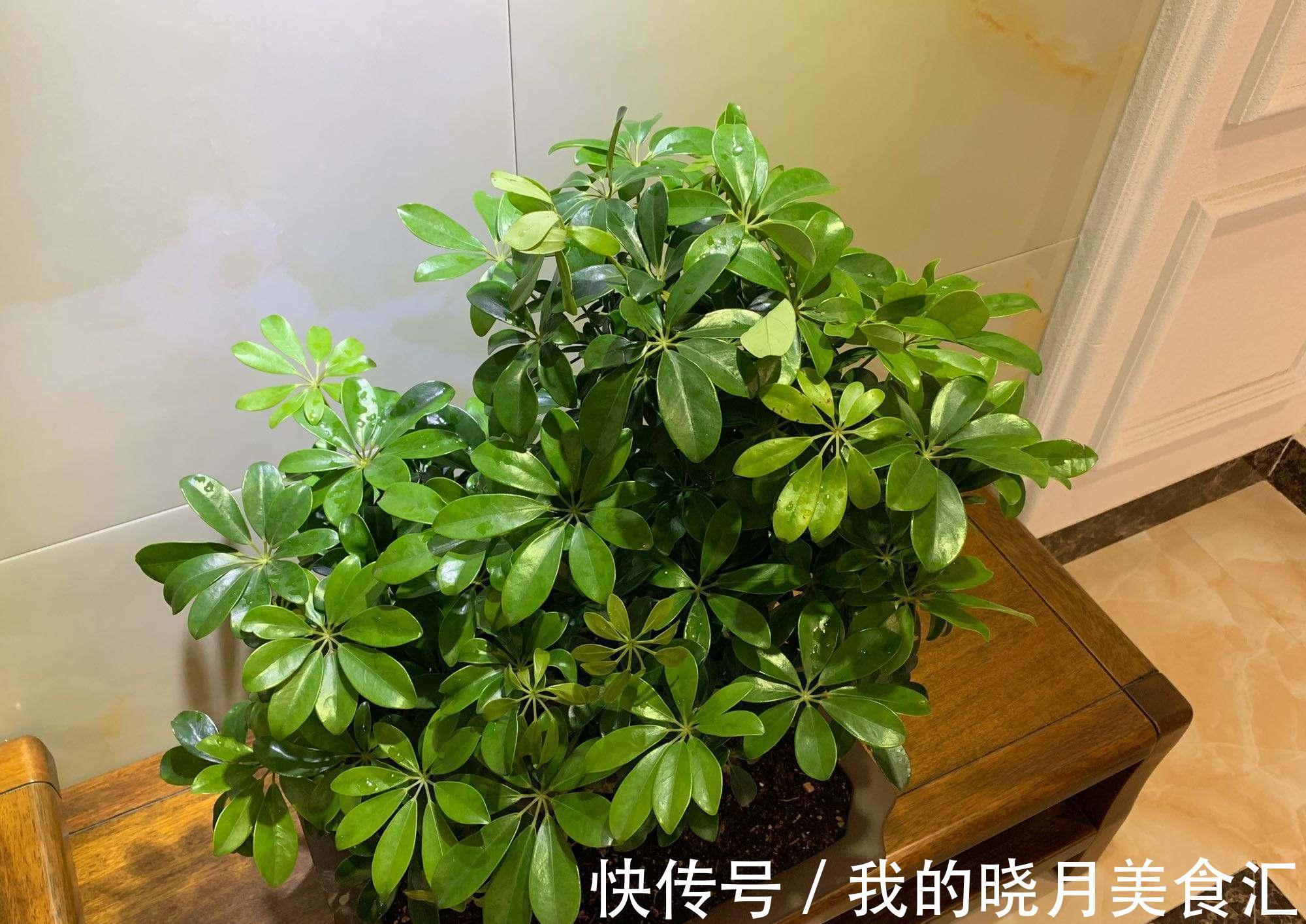 十种健康花,适合现在养,人养花花亦养人,越养空气越“干净”