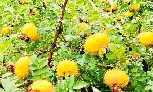 女性想皮肤好，坚持吃3种食物，营养丰富，降压减脂，提高免疫力