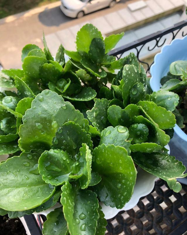 扦插长寿花,喂上2种肥,飞快长成小老桩,阳台开成小花树