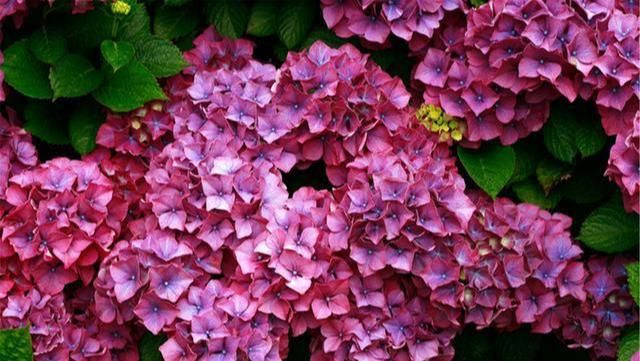  绣球|大花绣球修剪走起，不然来年无法开花