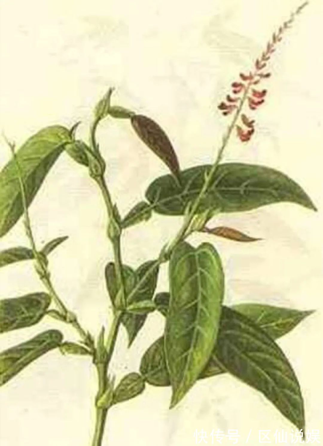 妊娠呕吐|一种仙茶,风湿痛、荨麻疹、肝硬化,均可治