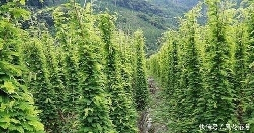 四氯化碳|农村这种野草,村里人眼里的“恶草”却用处多,遇到了请手下留情