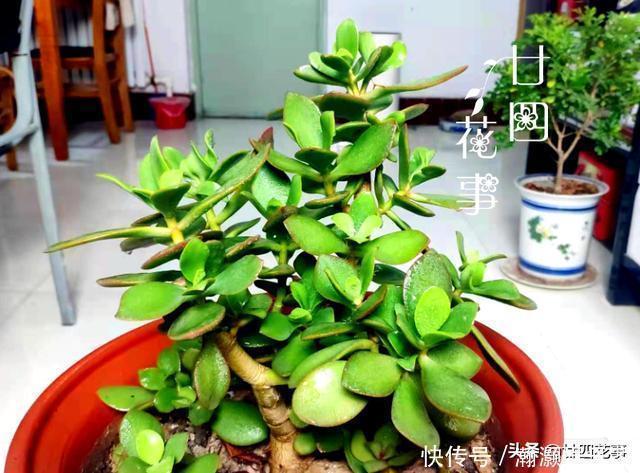 烂根|9种花,12月要“控水、断肥”,不注意烂根黄叶,活不到开春