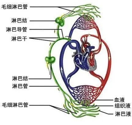 乳糜样|27岁宁波小伙肚子里每天产“奶”2斤，原来是淋巴管漏了