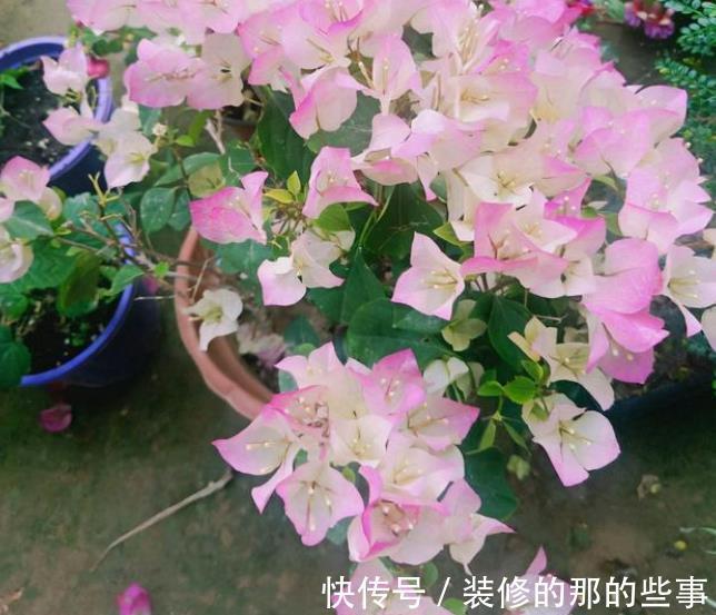 秋天三角梅在3种情况下,千万不能晒太阳,一晒就黄叶剩个空盆
