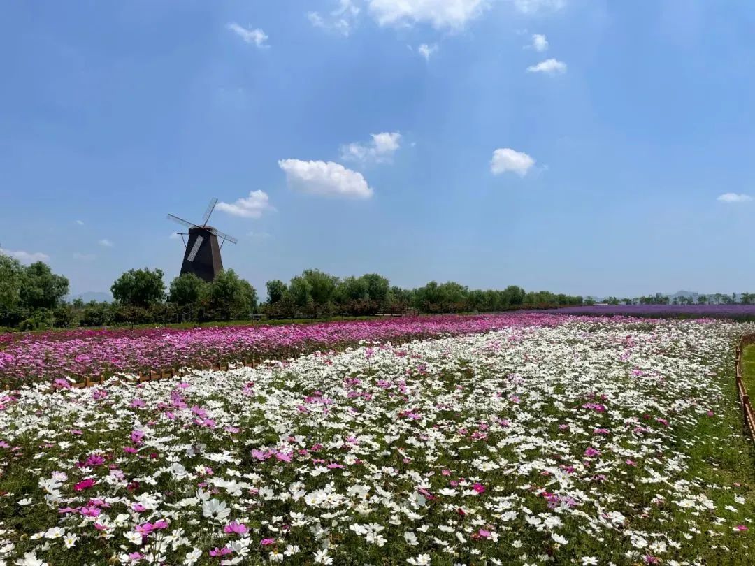 花海 “玉”见最美花海